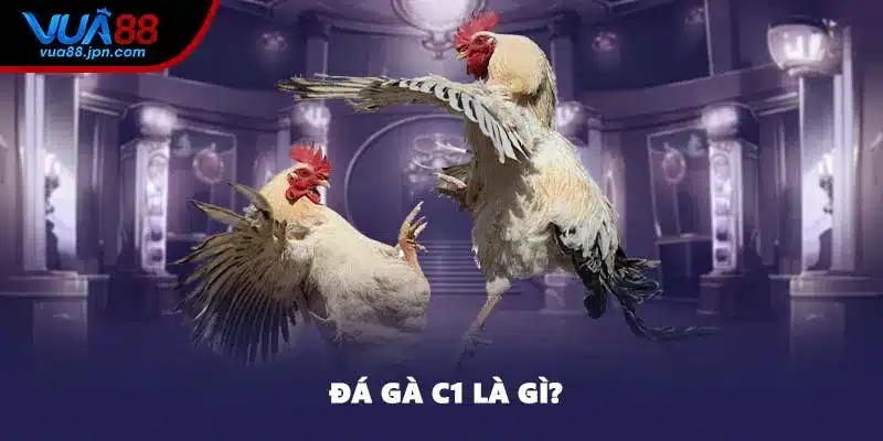 Đá gà C1 là gì?