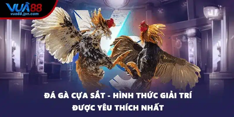 Đá Gà Cựa Sắt - Hình Thức Giải Trí Được Yêu Thích Nhất